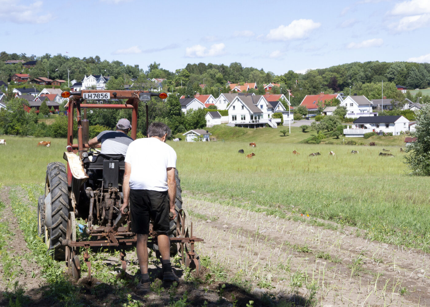 Bynært andelslandbruk i Sandefjord