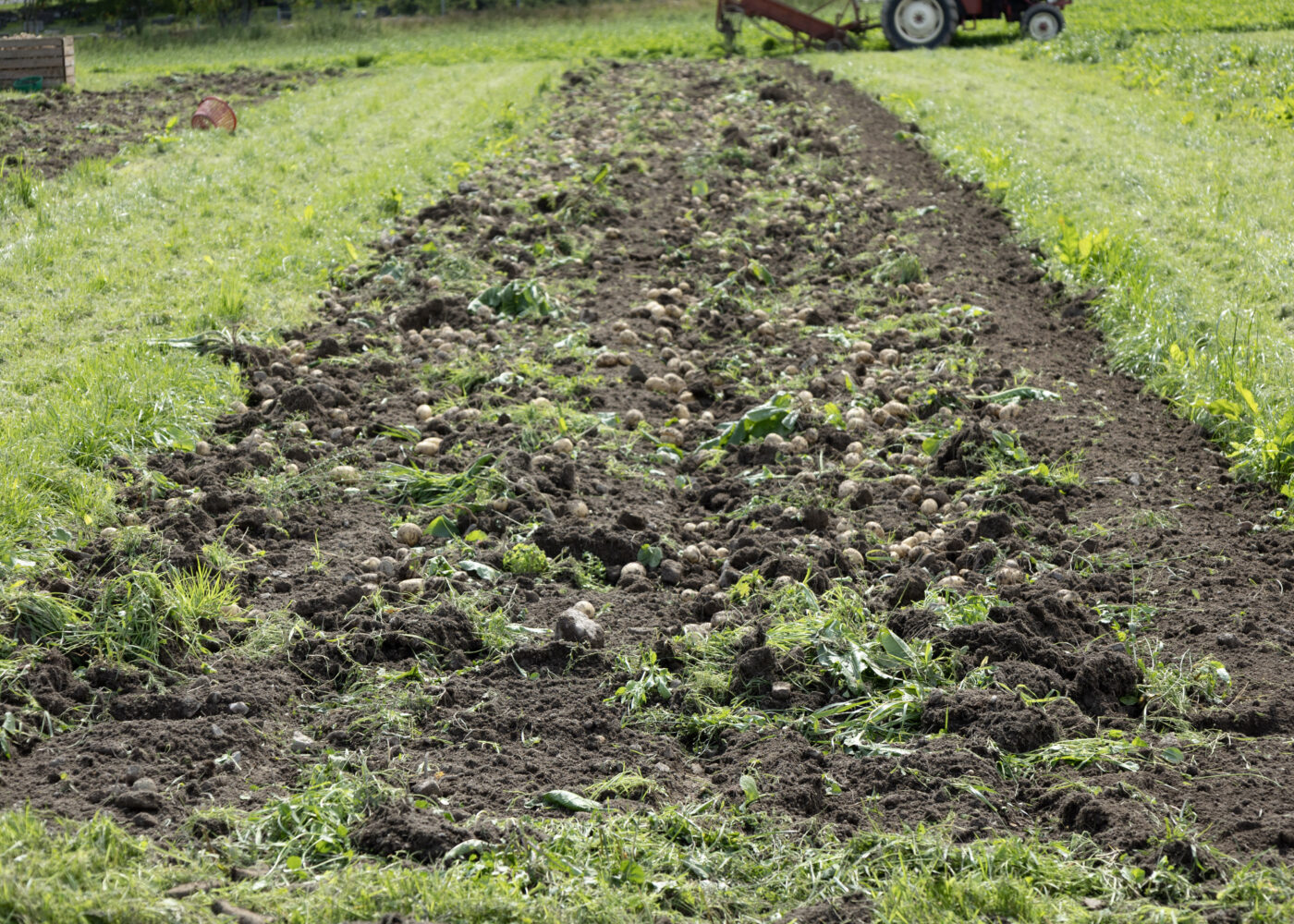 Agrobiodiversitet – en viktig brikke i et robust landbruk