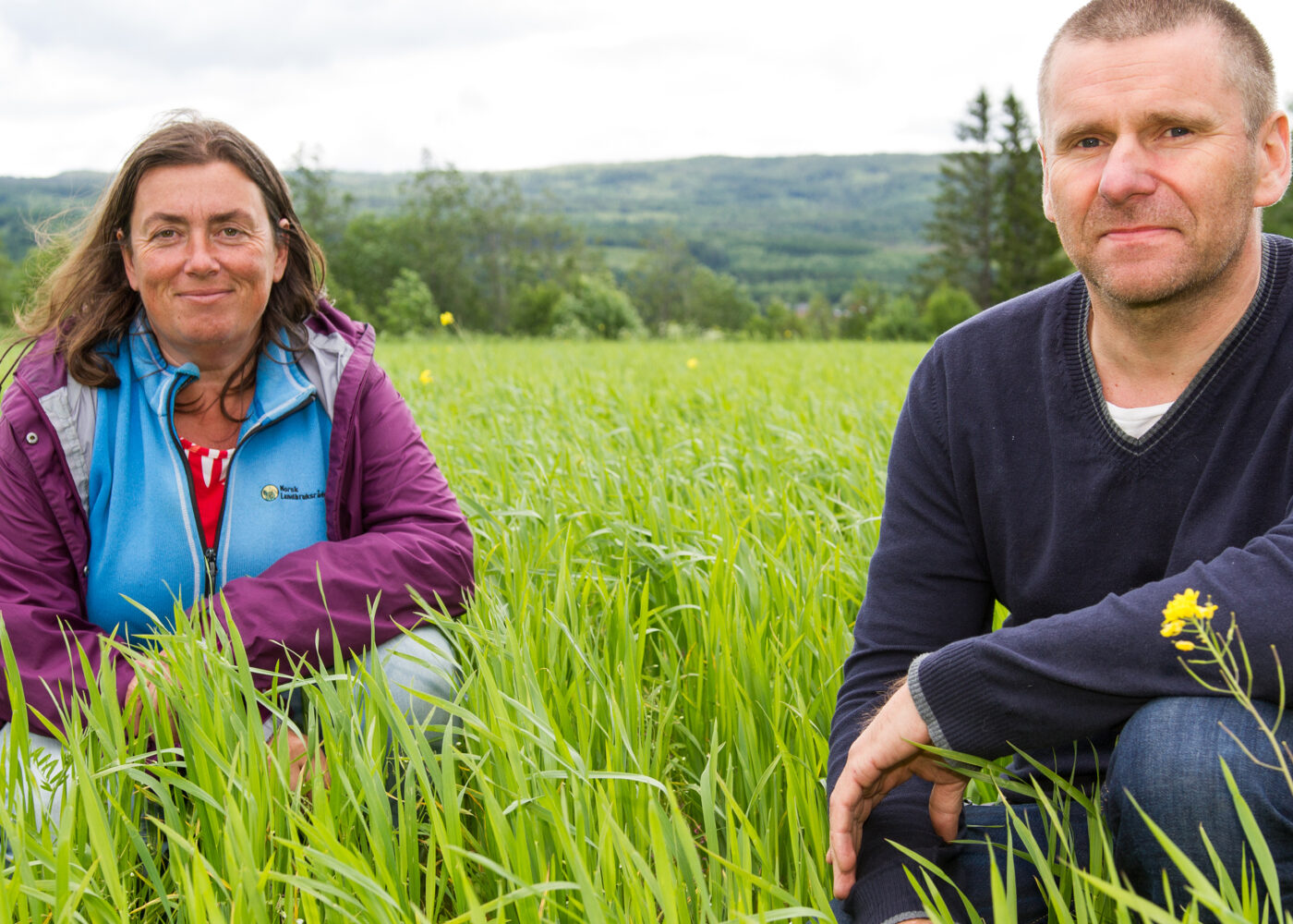 Dyrking av økologisk vårhvete