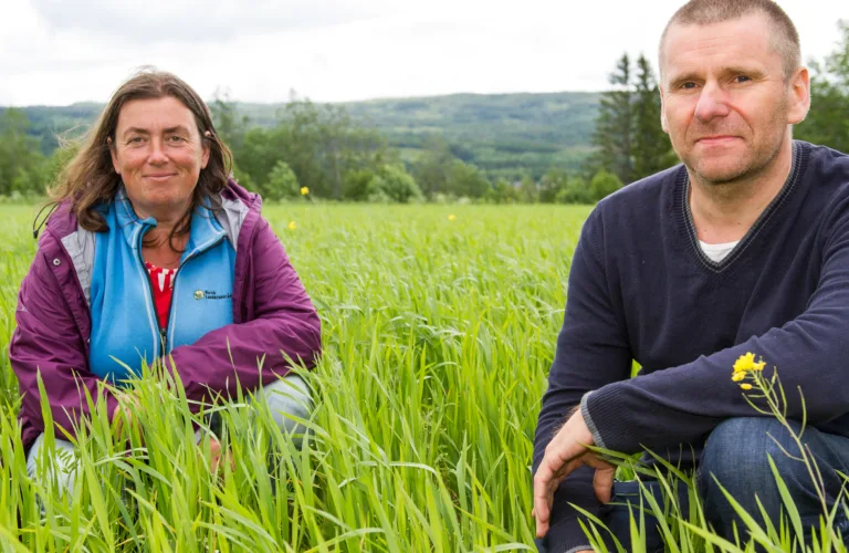 Dyrking av økologisk vårhvete