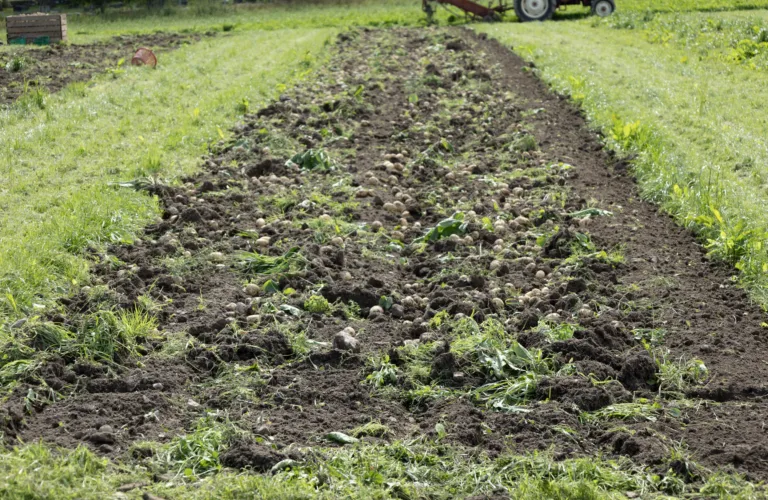 Agrobiodiversitet – en viktig brikke i et robust landbruk