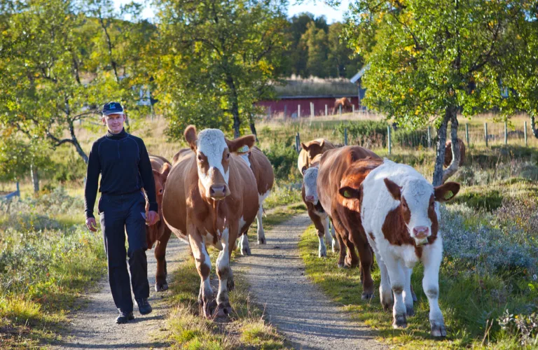 Beitende beredskap i utmarka