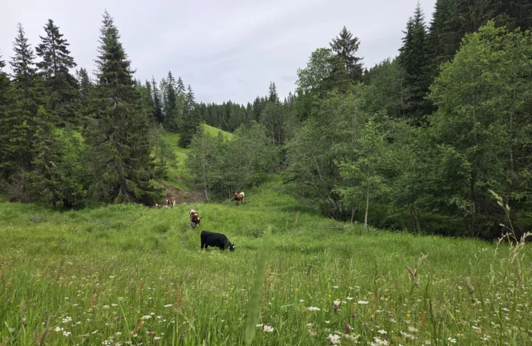 Beitekjøtt med merverdi fra ravinene