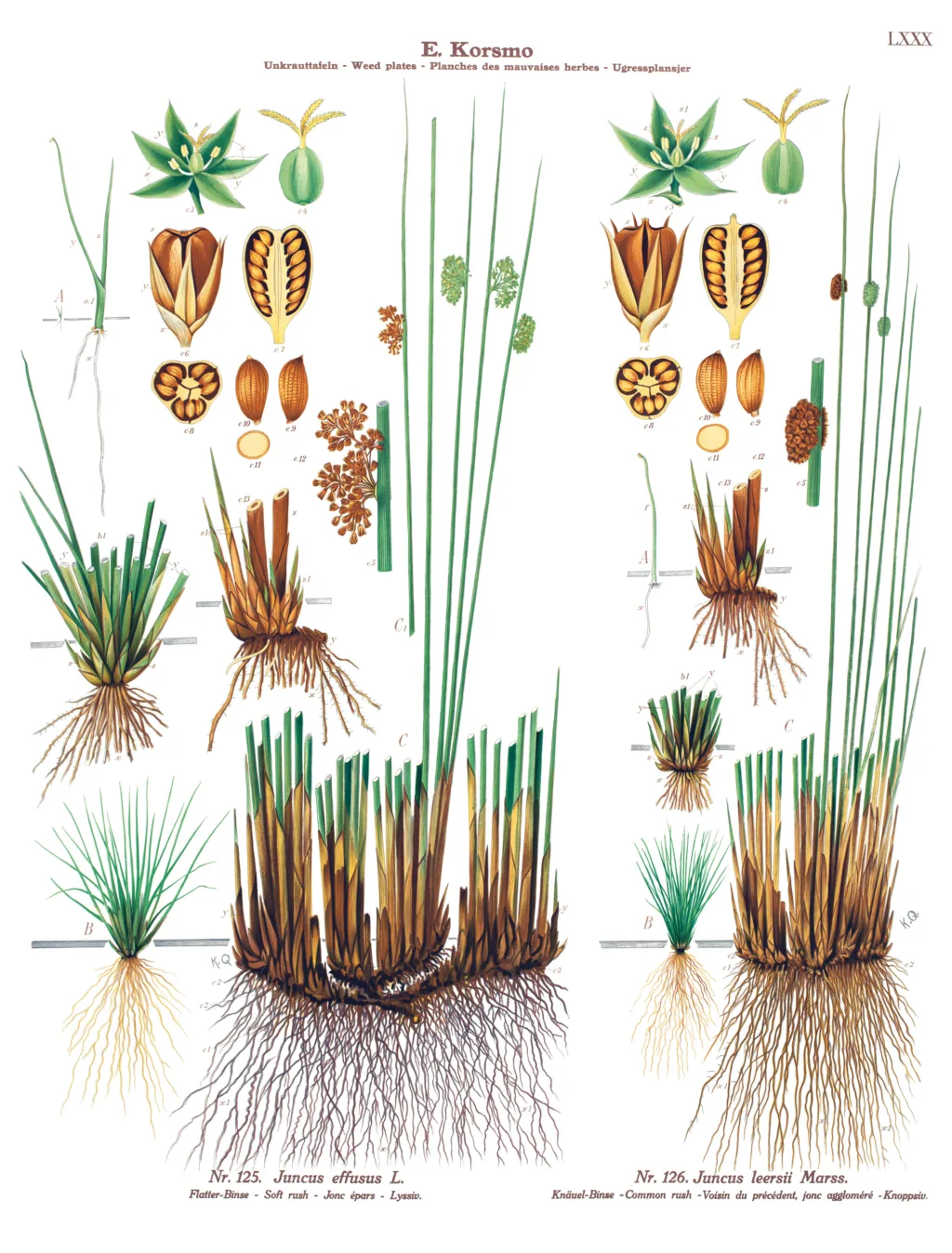 Lyssiv og knappsiv. Kilde: Korsmo ugrashage