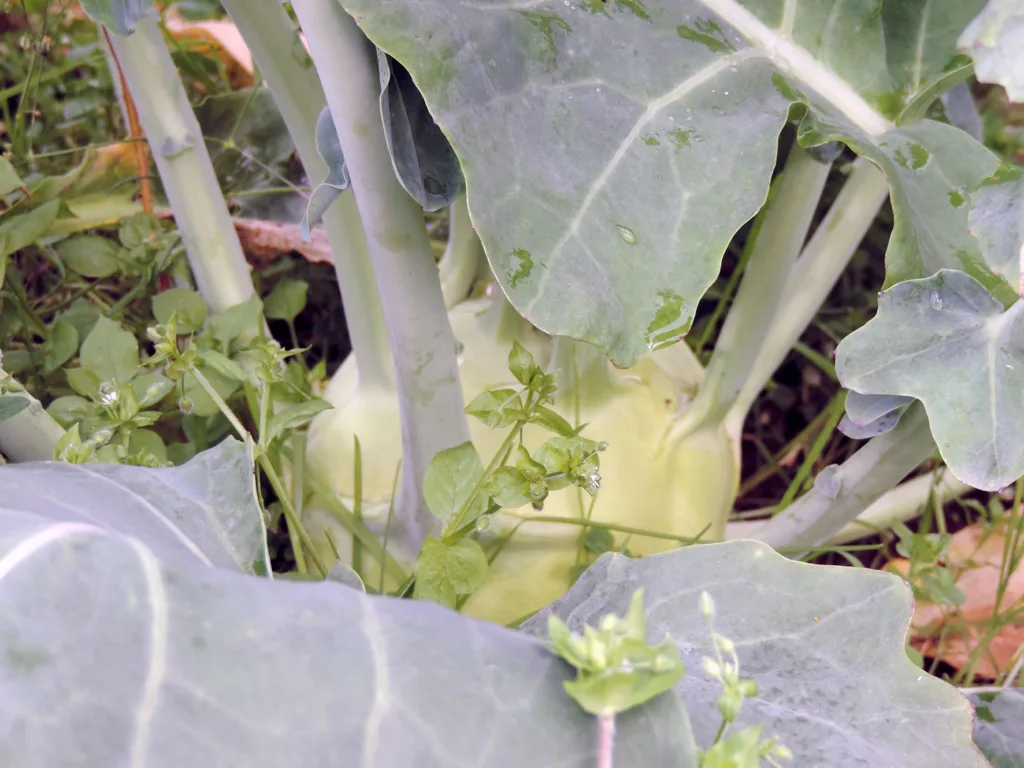 Knutekål er en favoritt. Sorten ‘Superschmeltz’ kan bli velvoksen uten å bli treen-