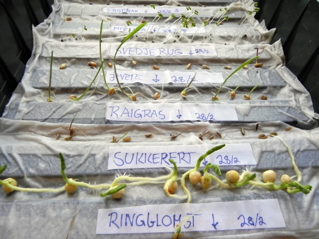 Det kan lønne seg å sjekke om gamle frø er spiredyktige. Ha fuktig papir i en boks, legg utover frø, ha på et lokk eller et dekke av plast for å bevare fuktigheten. Sett i romtemperatur. Etter ett eller to døgn begynner de raskeste artene å spire, for eksempel salat og kålvekster. Gulrot og persille trenger lengre tid, kanskje opp mot to uker.