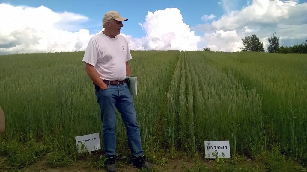 Jon Arne Dieseth i Graminor er en engasjert foredler av vårhvete, som gjerne deler kunnskap på markdager i forsøksfelt. Jon Arne Dieseth i Graminor er en engasjert foredler av vårhvete, som gjerne deler kunnskap på markdager i forsøksfelt.