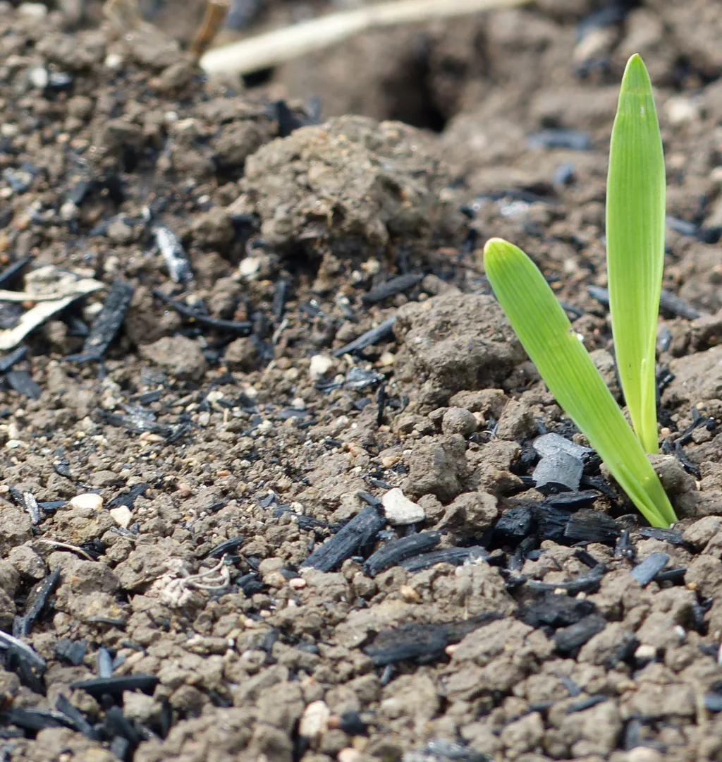 Kornspire i jord med tilsatt biokull.