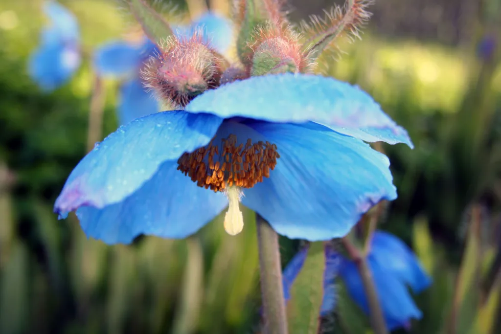 Blå valmuesøster (Meconopsis betonicifolia) er en favoritt i det nord-norske klimaet