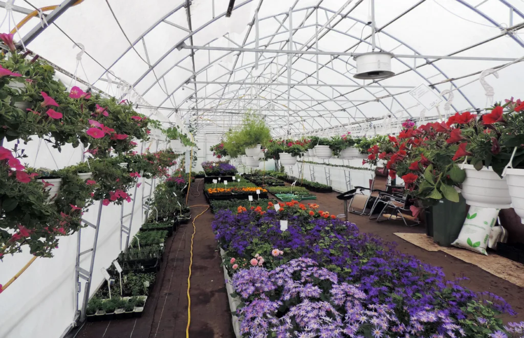 I mars flyttes staudene ut og plantene fra vekstrommet flyttes over til plastdrivhuset.