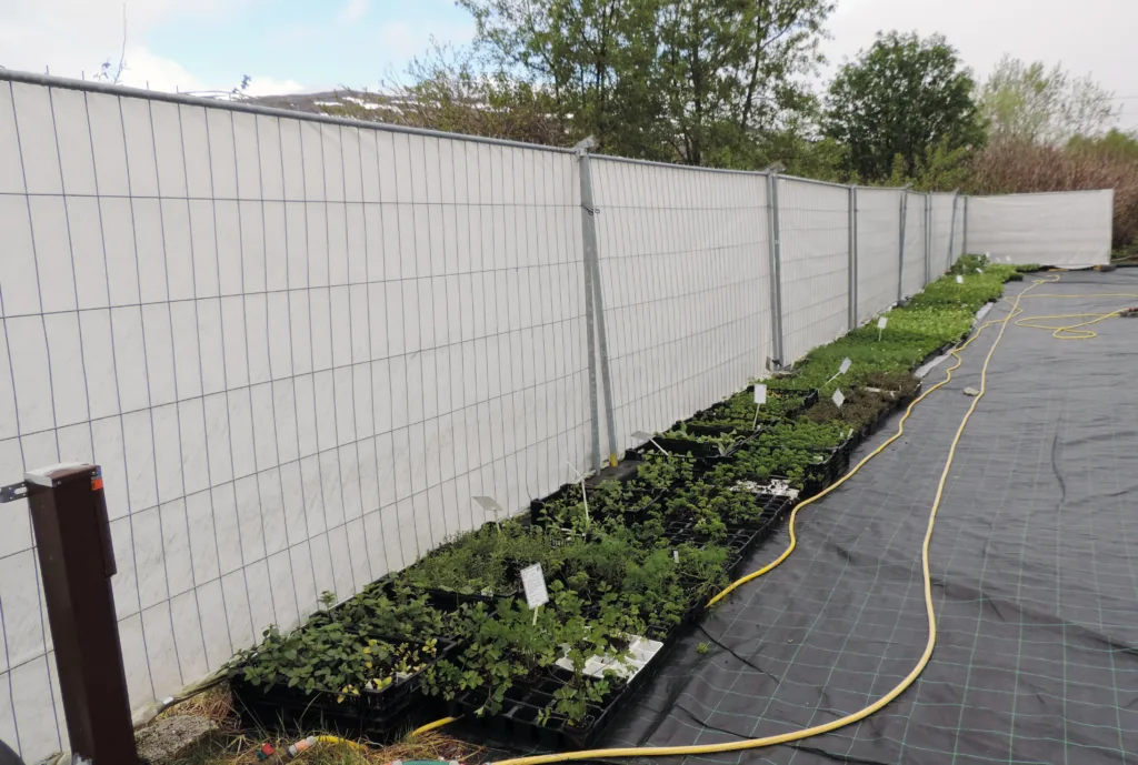 Småplantene som har kommet helt ut beskyttes av levegg