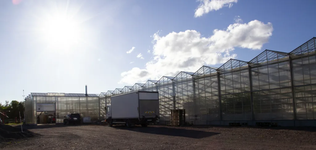 Ved Kjær Gartneri har de til sammen 4 000 kvadratmeter drivhus med økologiske tomater og agurker. Ved Kjær Gartneri har de til sammen 4 000 kvadratmeter drivhus med økologiske tomater og agurker.