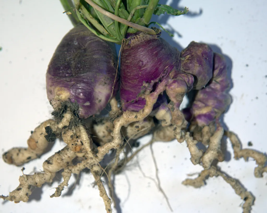 Klumprotangrep på nepe, som også er i korsblomstfamilien