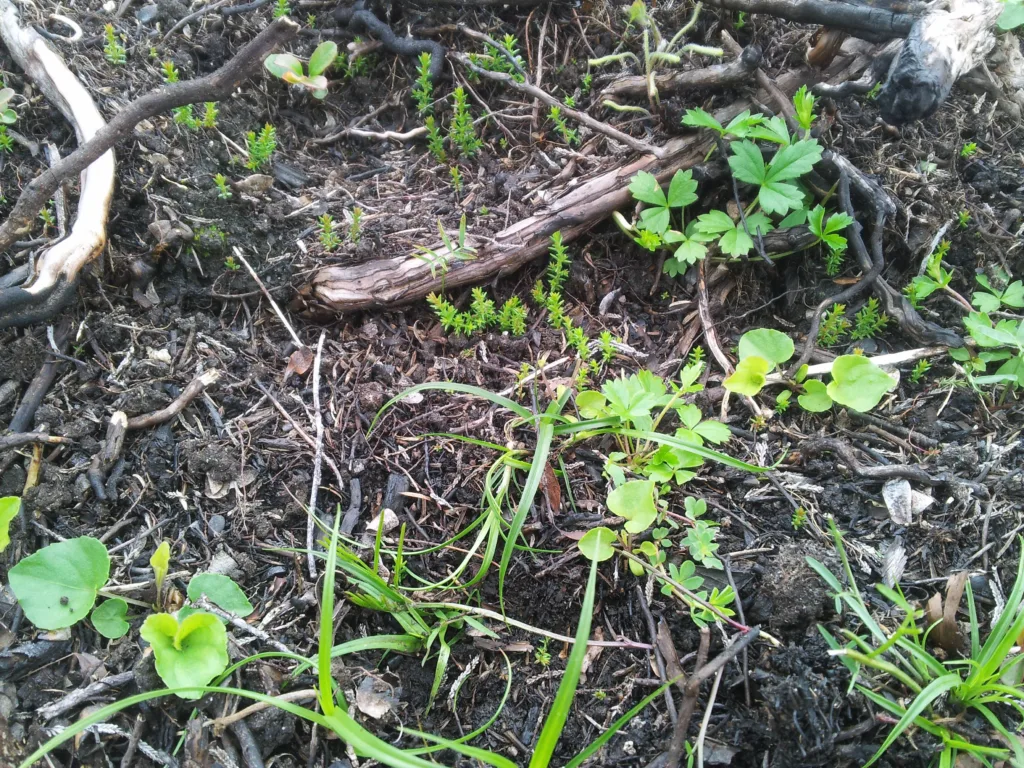 Brann stimulerer frøbanken i jorda til å spire. Her ser vi god spiring av gras, urter og røsslyng