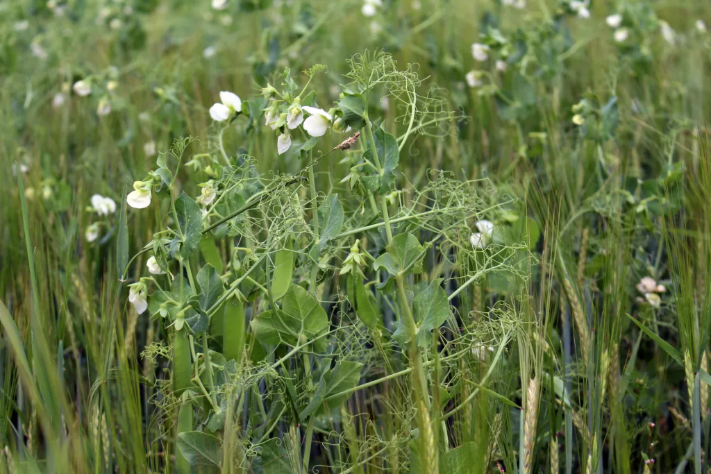 Som dekkvekst kan man så korn eller ei grønfôrblanding. Her er erter, vikke og havre brukt