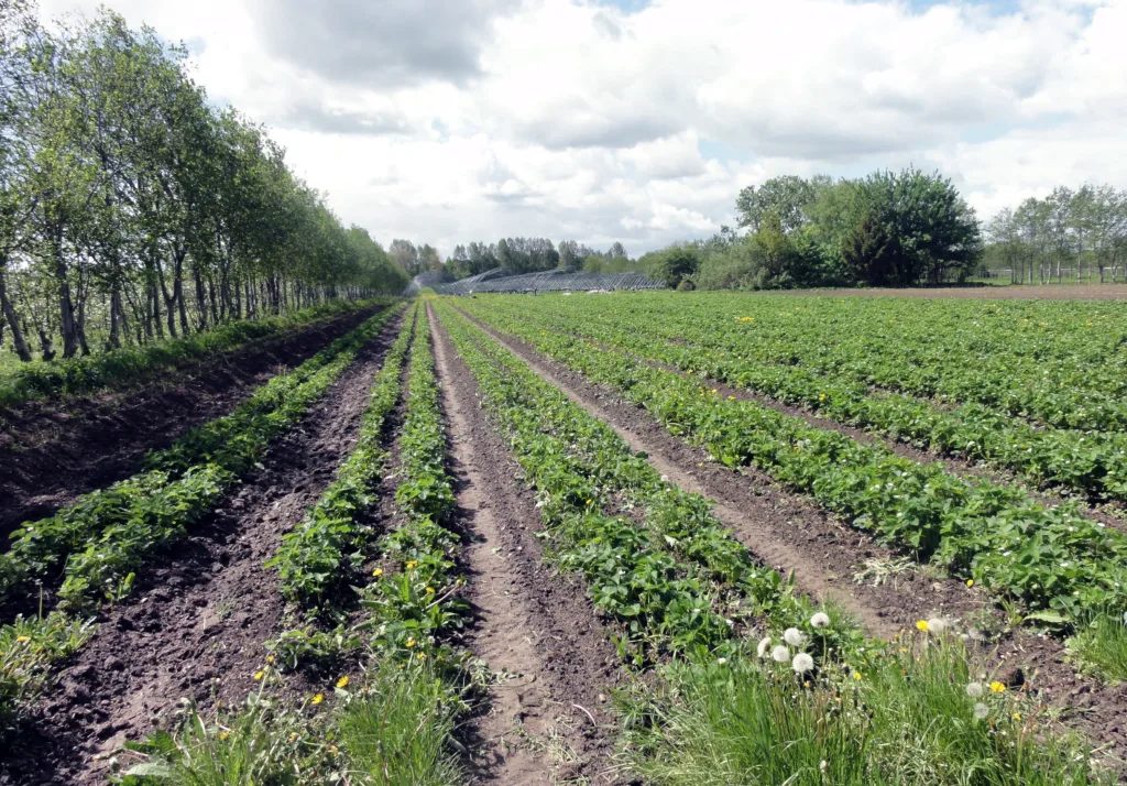 En god bestand av nyttedyr tidlig i sesongen er avgjørende for å holde populasjonen av spinnmidd og andre skadedyr nede. Resultatene fra disse registreringene tyder på at den omkringliggende vegetasjonen har en positiv effekt også på bestanden av nyttedyr inne i jordbæråkeren
