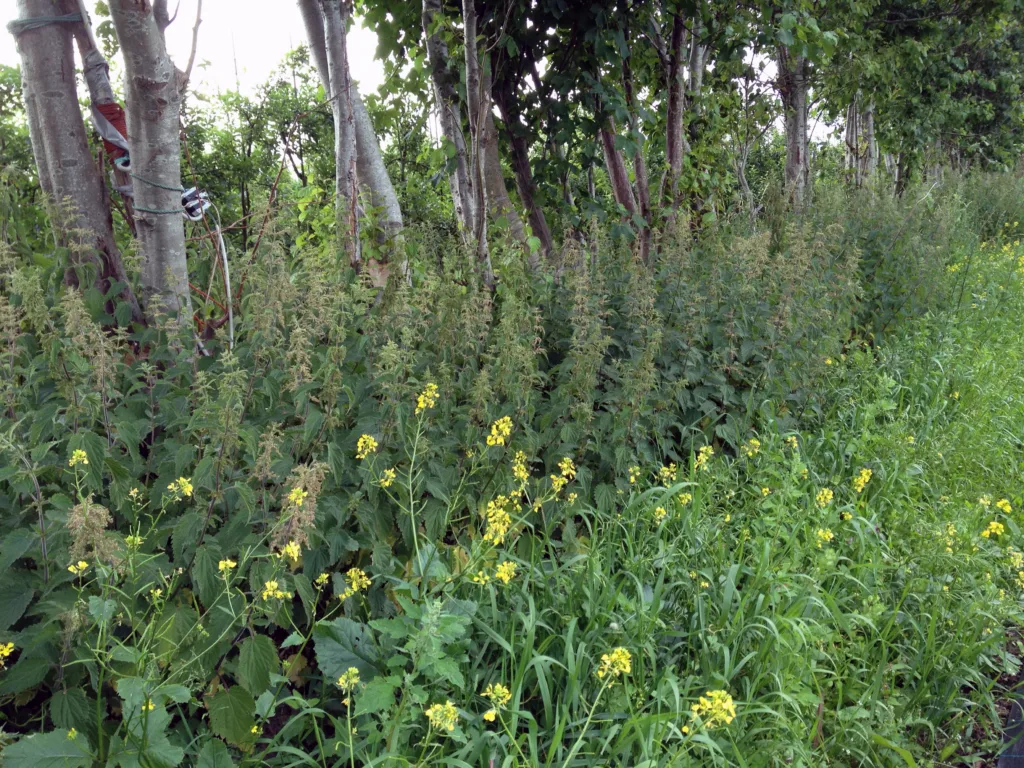 Nyttedyra liker seg i planterike kantsoner