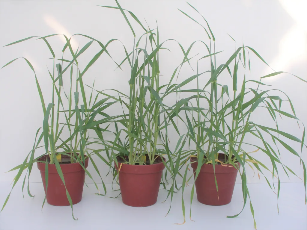 Kvaliteten til avfallsprodukter som fosforgjødsel varierer. Vekstforsøk viser at fosforgjødseleffekten til husdyrgjødsel er god, på lik linje med mineralgjødsel