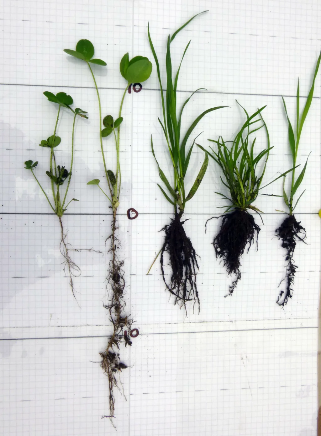 Sopprot (mykorrhiza) kan dannes i røttene til gras, korn, kløver og ulike urter. Hyfene til soppen er veldig tynne og nesten umulige å se