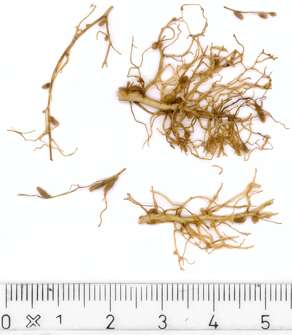 Kobolt er nødvendig for effektiv nitrogenfiksering hos belgvekstene. Rhizobium-bakteriene må ha tilstrekkelig mengder kobolt for å formere seg, lage knoller og produsere det røde enzymet leghemoglobin. Bildet viser nitrogenfikserende bakterieknoller.