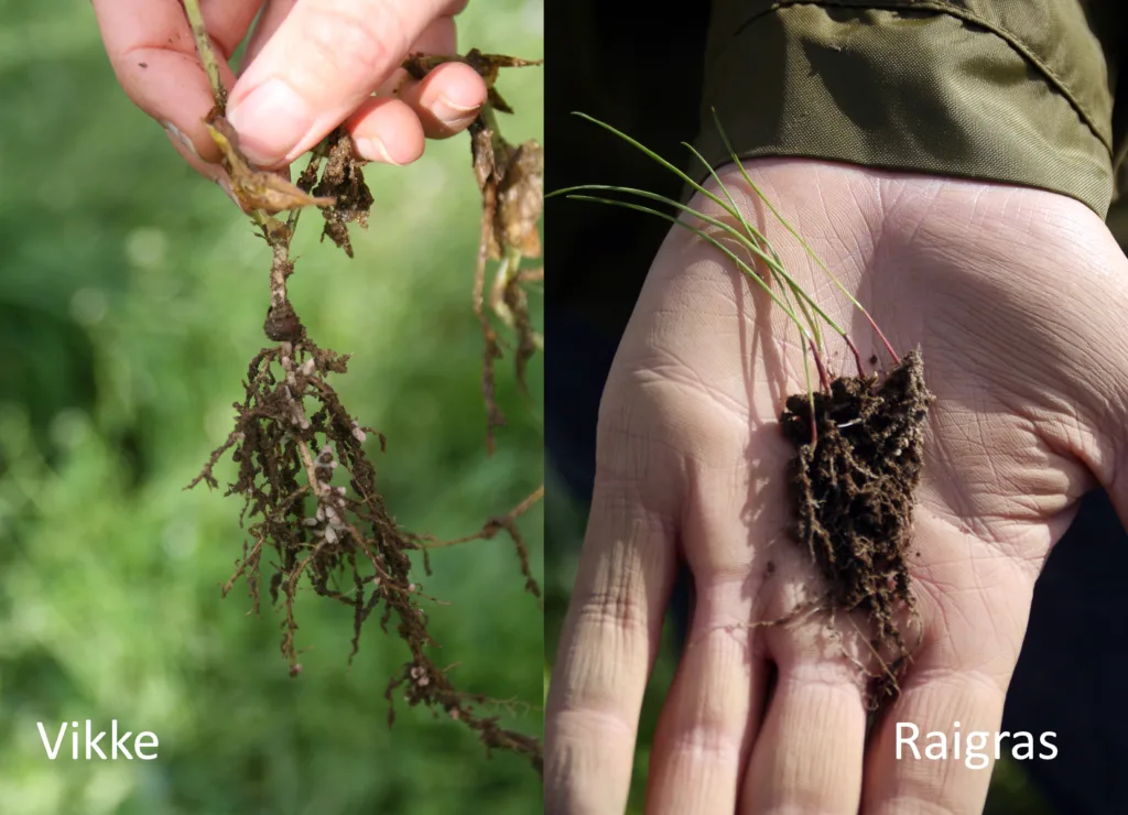Rotpels viser at det er etbalert en symbiose mellom jordlive og planta. Bakterier liker roteksudater, og jord fester seg rundt planterota som fine gryn