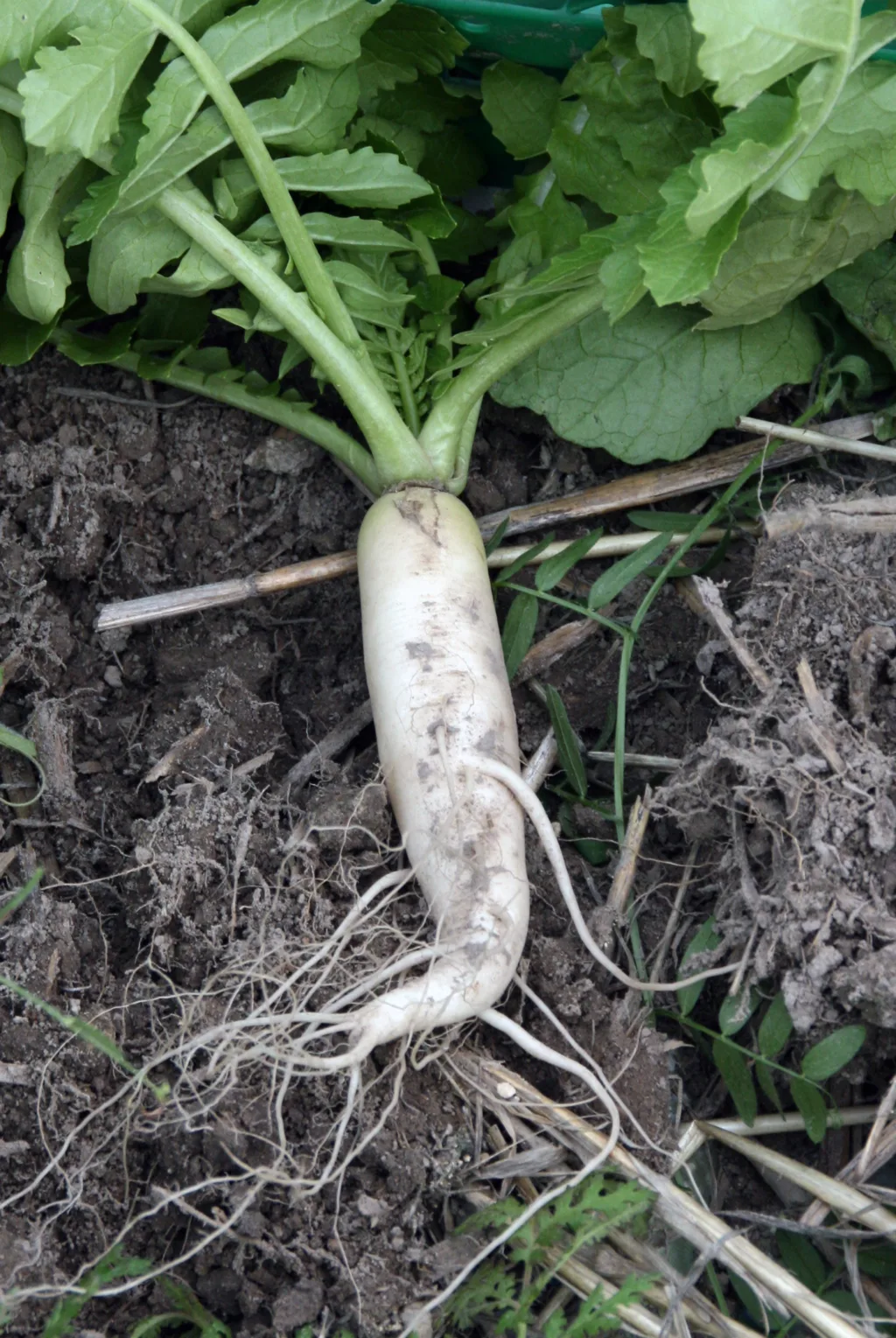 Oljereddike med krok: Det hevdes at oljereddik kan løse pakka jord, men bildet viser at det er grenser for hvor mye såle de kan takle