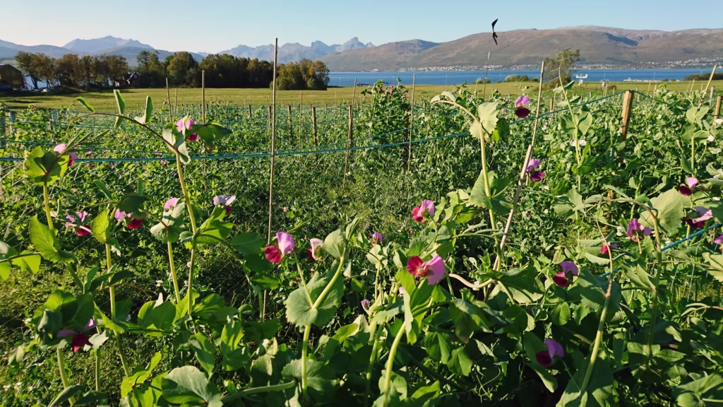 NIBIO sådde sommeren 2018 femti ulike sorter av erter i forsøksfelt i Tromsø. Dette er kun et lite utvalg av alle de gamle ertesortene som er tatt vare på i genbanken NordGen – Nordisk Genressurssenter