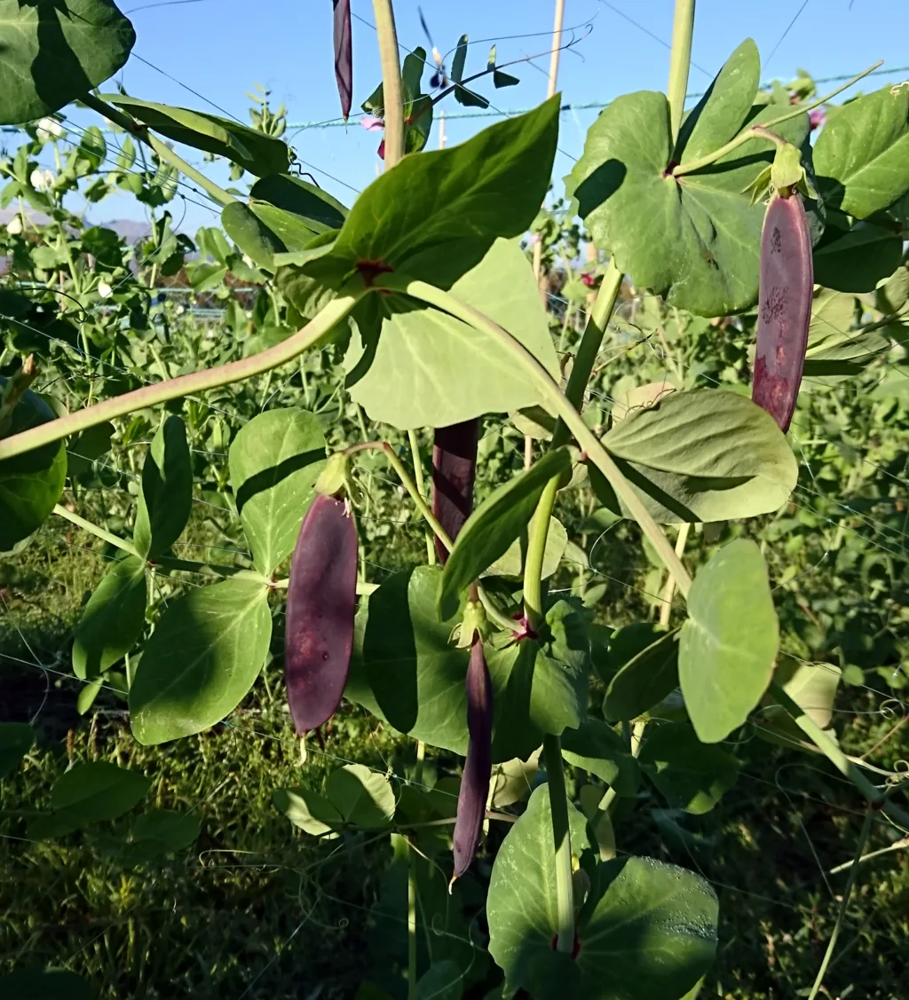 Blåerter er en gruppe erter hvor både belger og frø er purpurfargede. De er mer kjent i våre nordiske naboland enn i Norge