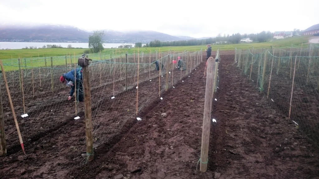 Såing av forsøksfelt med erter i Tromsø. Brukte fiskegarn er spent opp langs planteradene for å gi erteplantene noe å klatre på