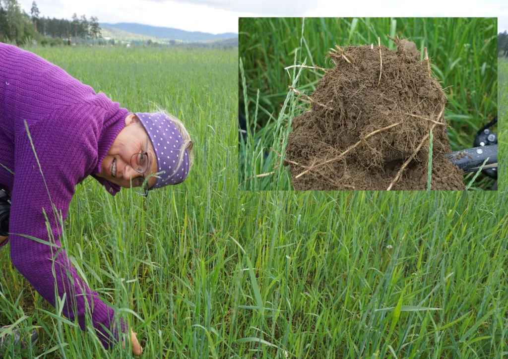 Kveka er seierherre her etter dårlig overvintring av spelt. Det overflatekomposterte materialet er litt synlig, men på god vei til omdanning. Jordstrukturen trenger enda å utvikle seg videre