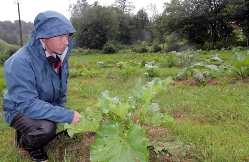Rabarbrasafta har fått sin renessanse.