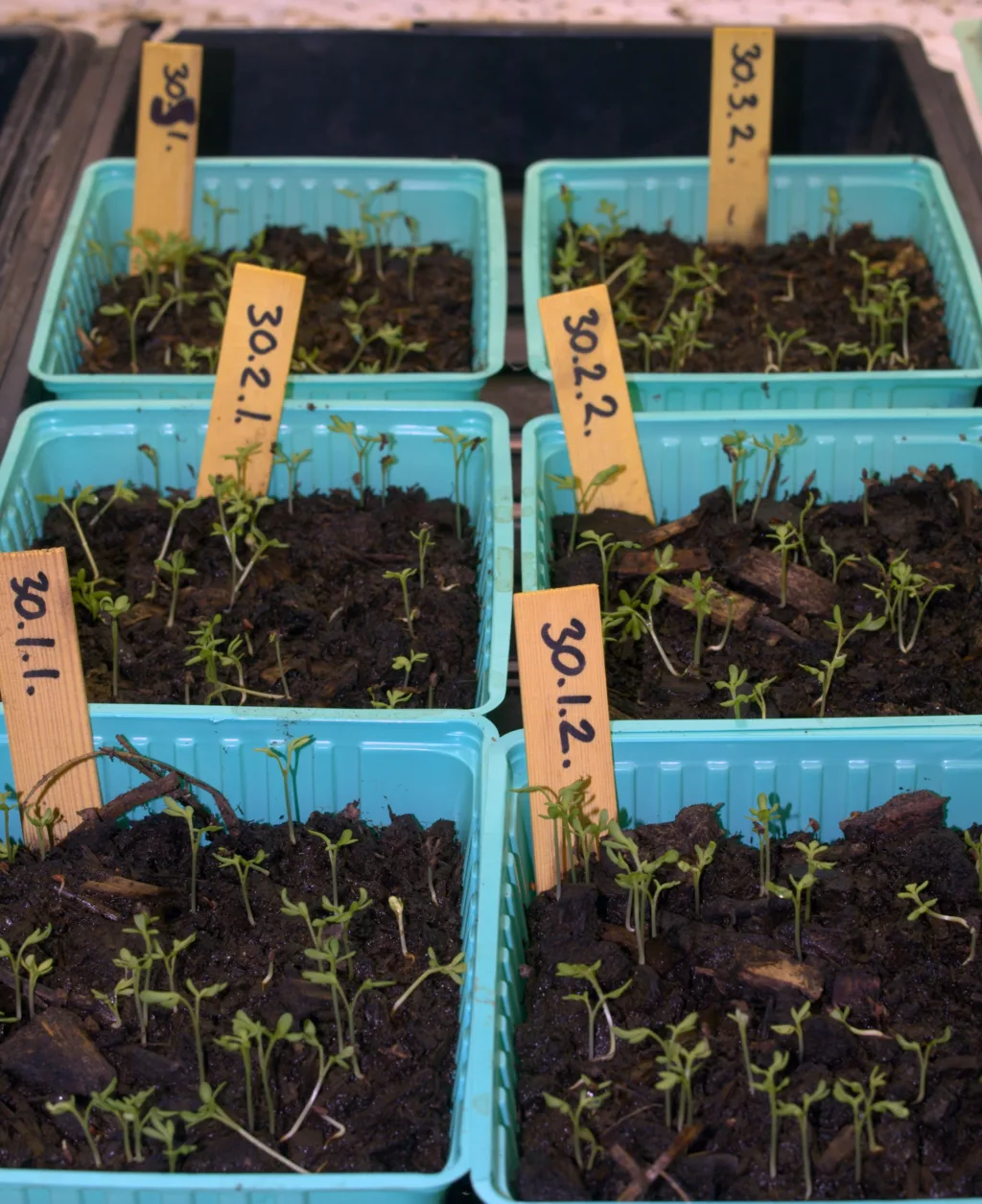 Spiretest med karse er for å vurdere kompostkvalitet med henblikk på spirehemmende stoffer»