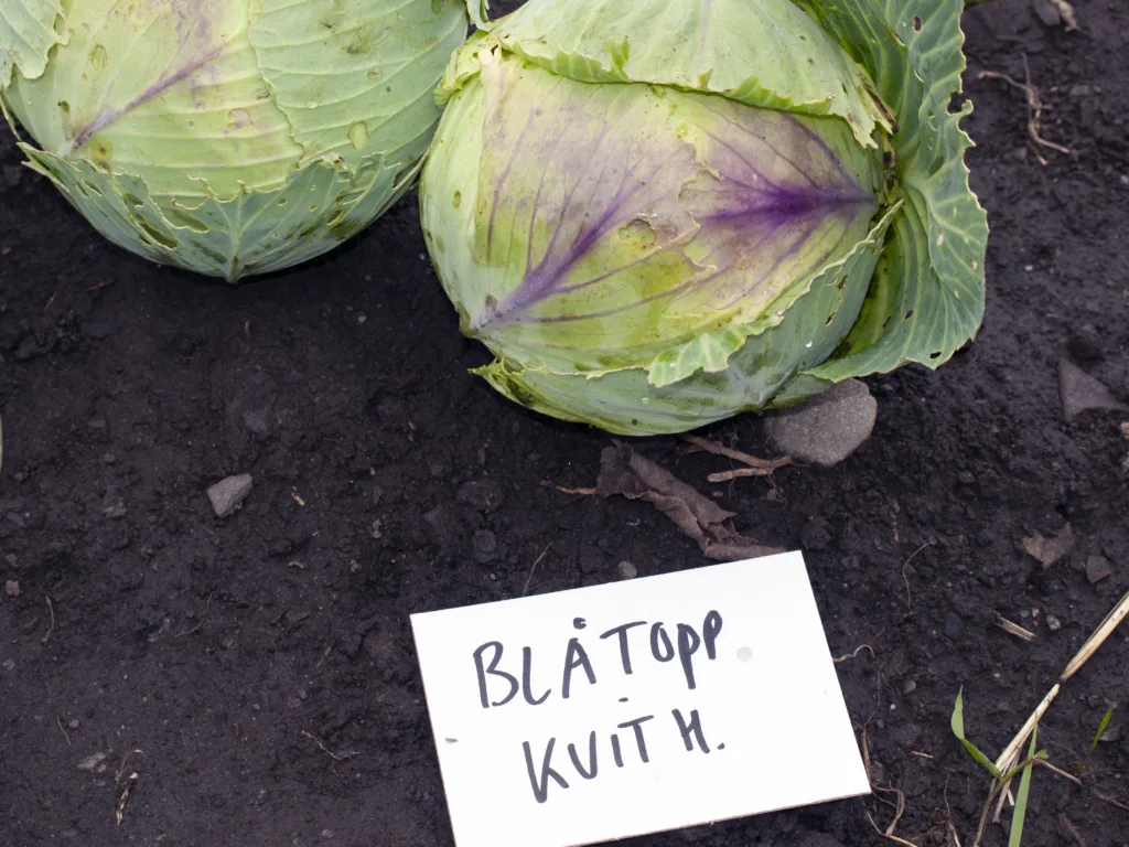 Hodekålsortene  ´ Blåtopp Kvithamar´ (bildet) og ´Kvislar´ og kålroten ´Kvimar´ kan spores tilbake til foredlingsarbeidet på Kvithamar forsøksgård og senere forskningsstasjon