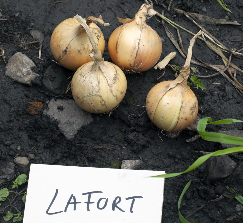 Gammel løksort utviklet på NIBIO sin forskningsstasjon på Landvik.