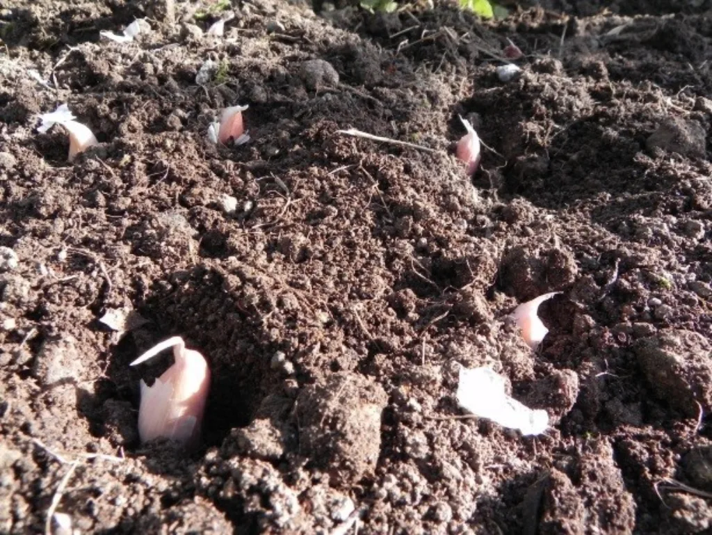 Ved setting deles løken. Hvert fedd settes ca 5 cm dypt, med spissen opp. Ha ca 10 cm mellom feddene og ca 20 cm mellom radene. Hvitløk trives på en varm plass i godt oppgjødslet jord. Kan gjerne dekkes med løv eller annet organisk materiale for vinteren.