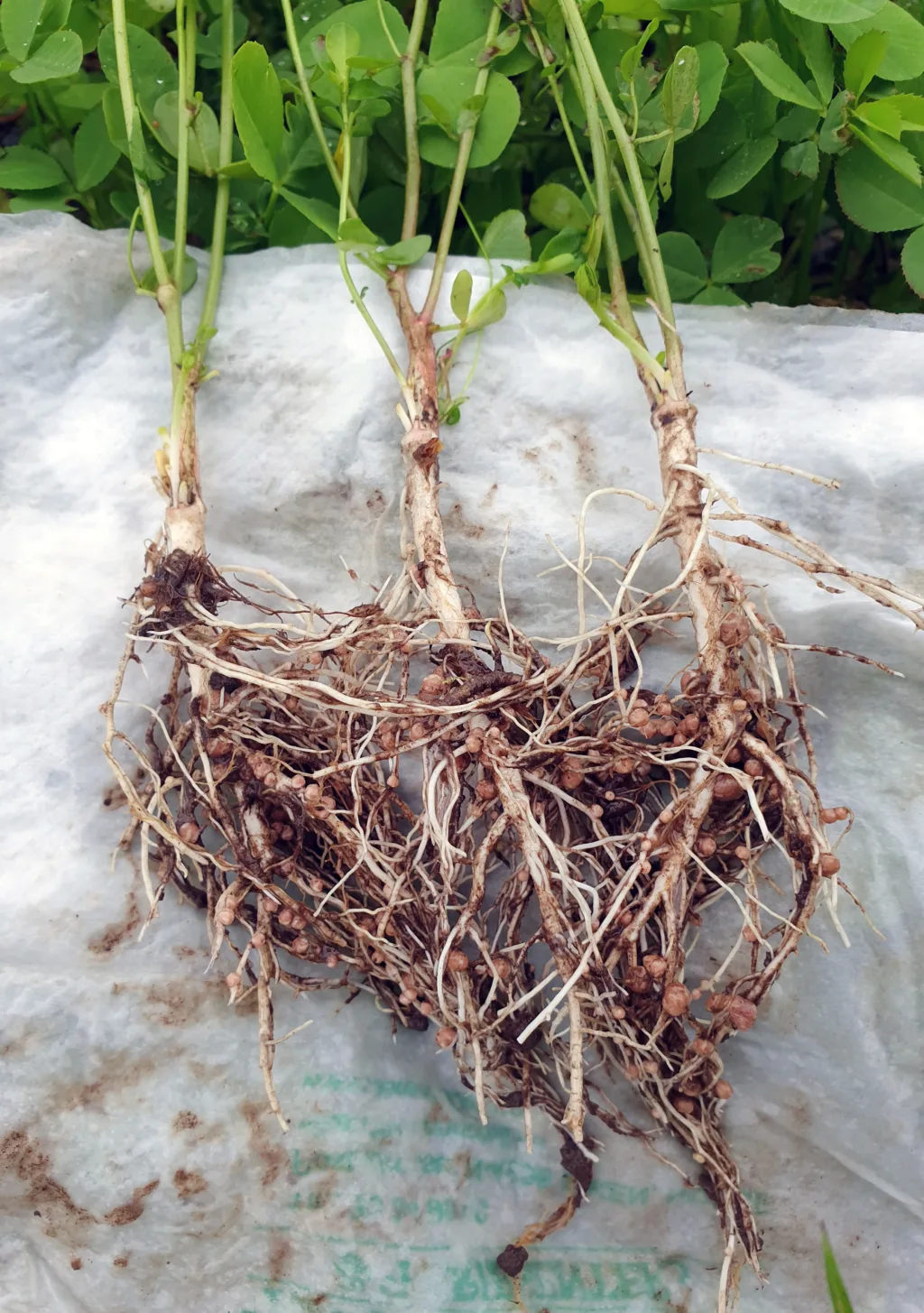 Tiriltunge-planter med mye rotknoller.