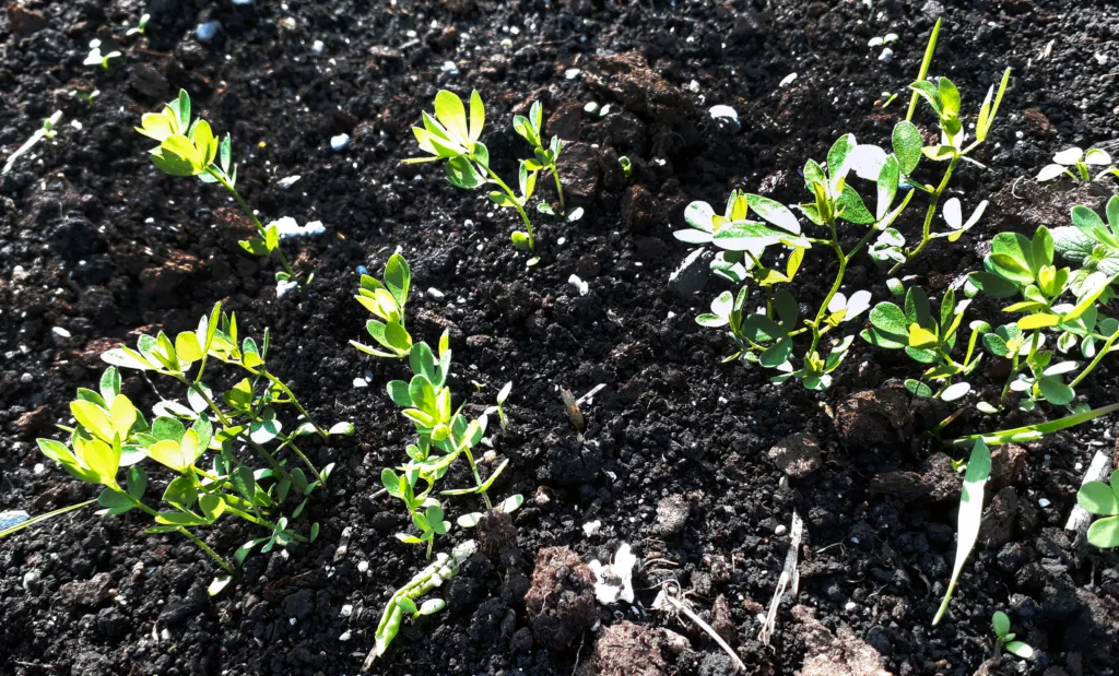Unge planter av tiriltunge i observasjonsfeltet på Tjøtta.