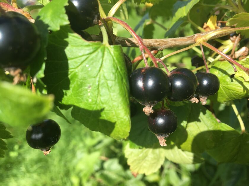 Solbær @ Agropub