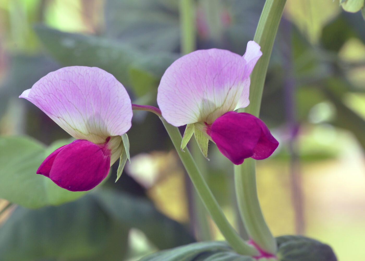 Pollen, frøproduksjon og kvalitet