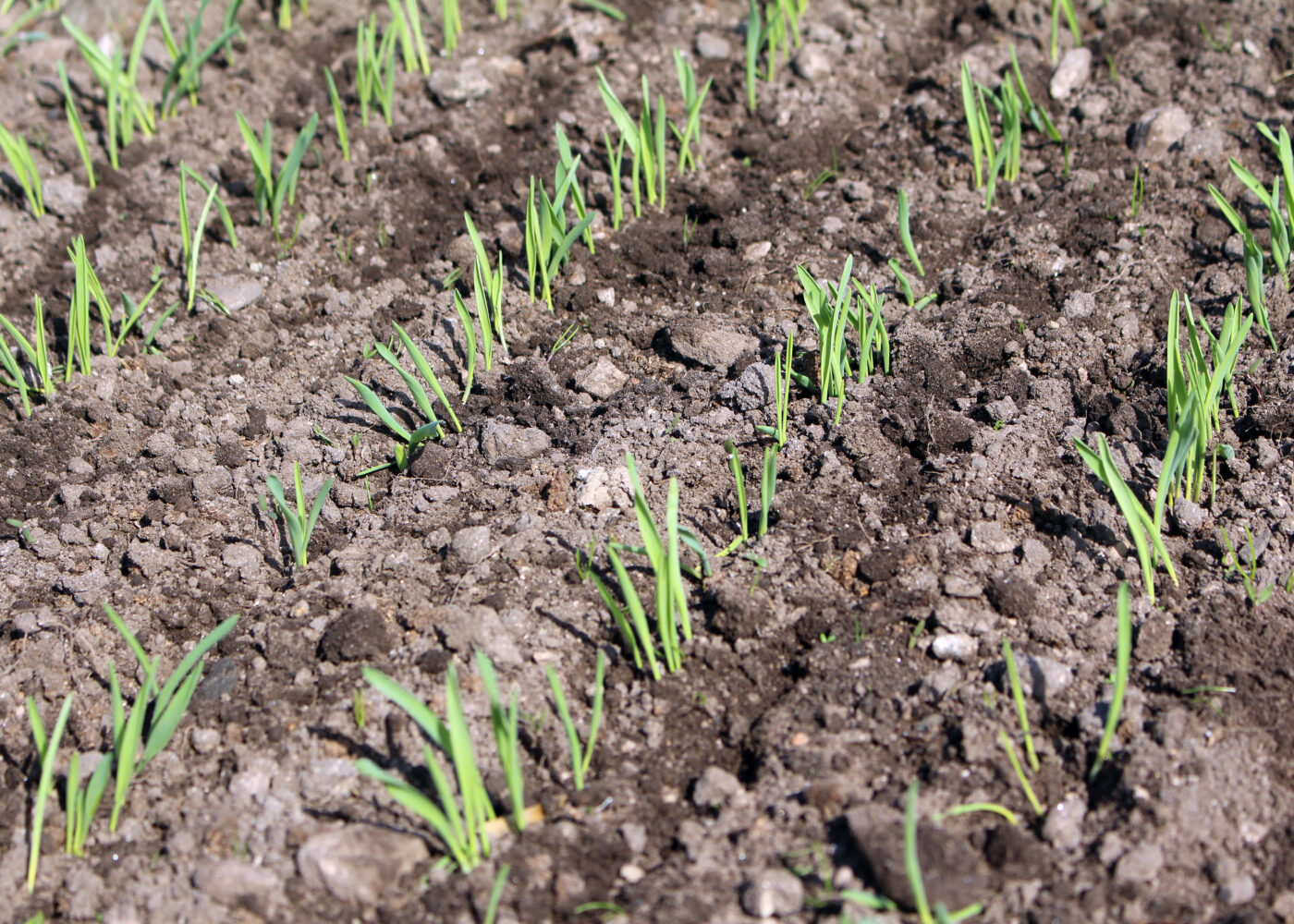 Ugrasharving og skorpebryting