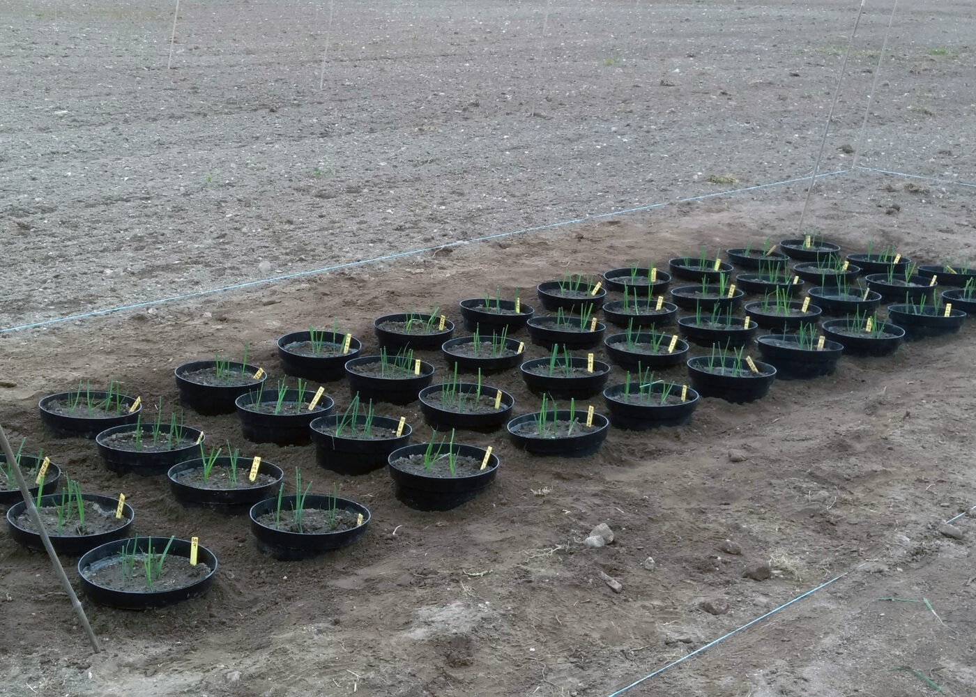 Forsøk med gjødsel fra havet