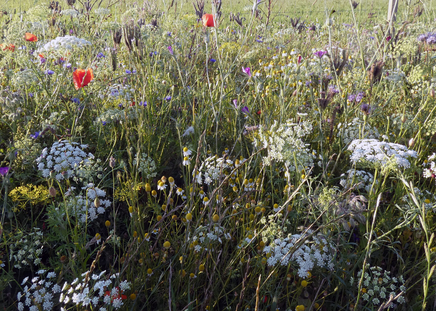 Flerårige blomsterstriper i frukthager