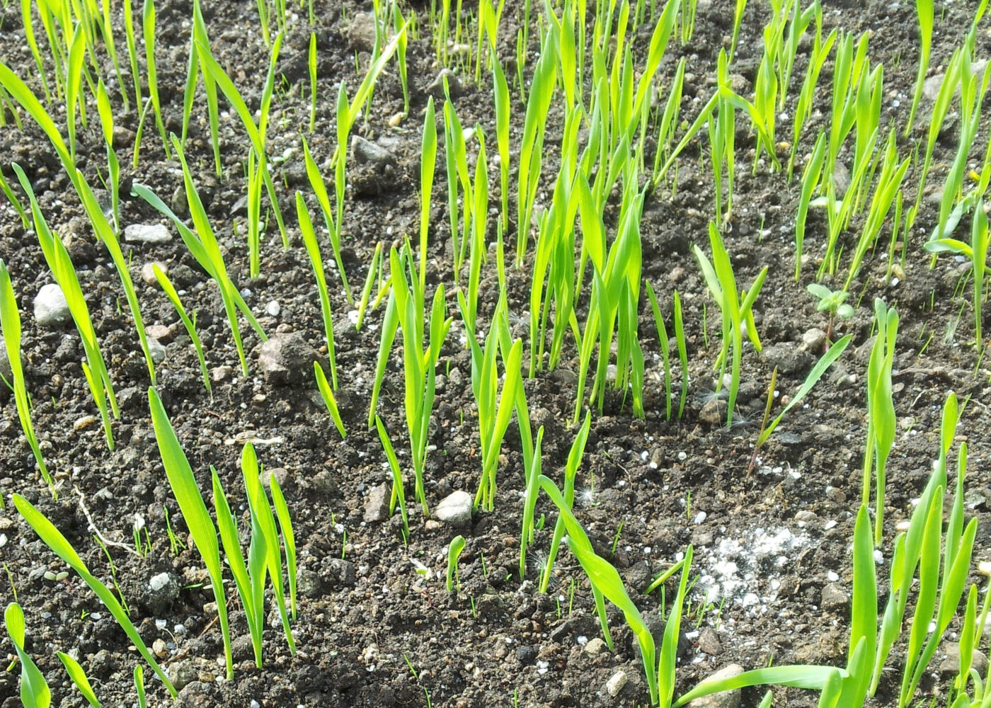 Godt gjenlegg gir lite ugras