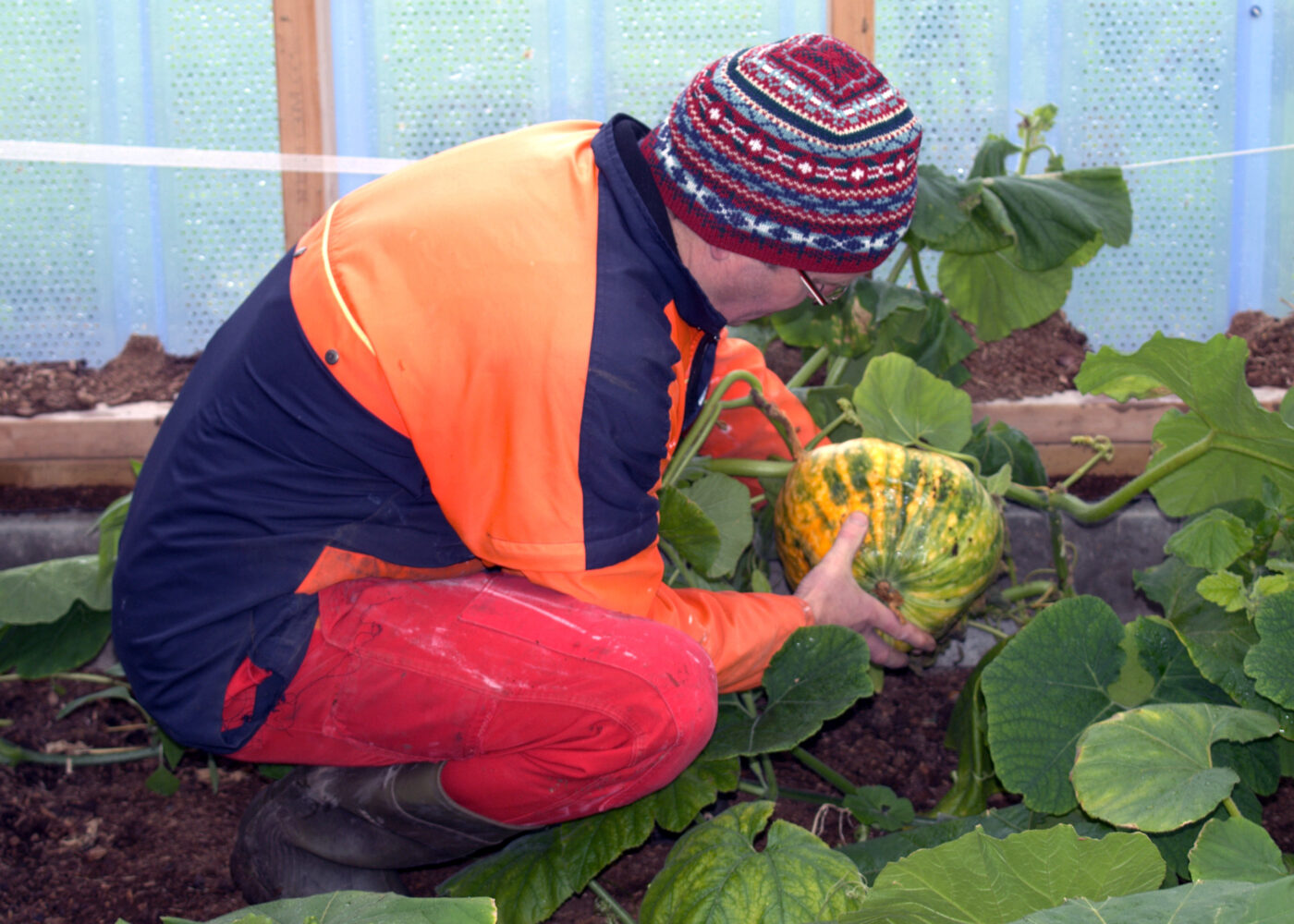 Drivhus i fjøset? Fjøs i drivhuset? Ja, hvorfor ikke!