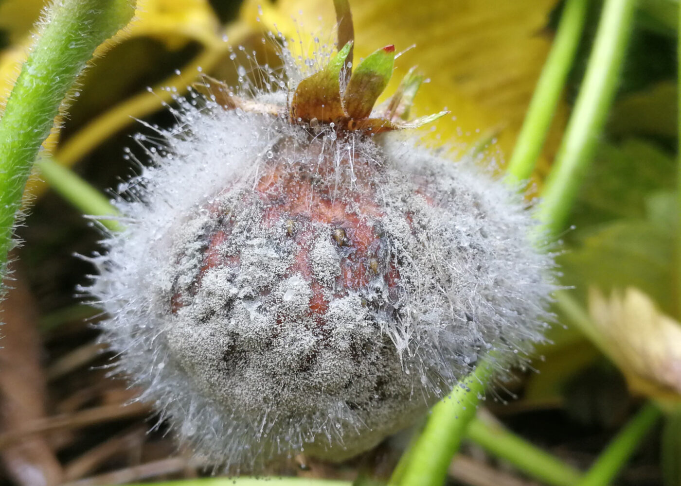 Kan soppsykdommer i jordbær og andre vekster kontrolleres ved sprøyting med ozonholdig vann?