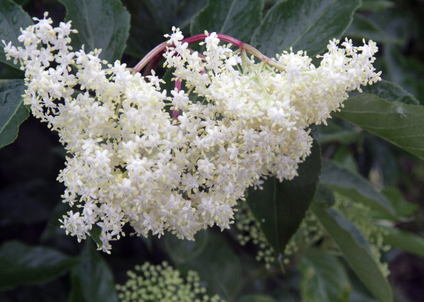 Fra juletrær til hyll