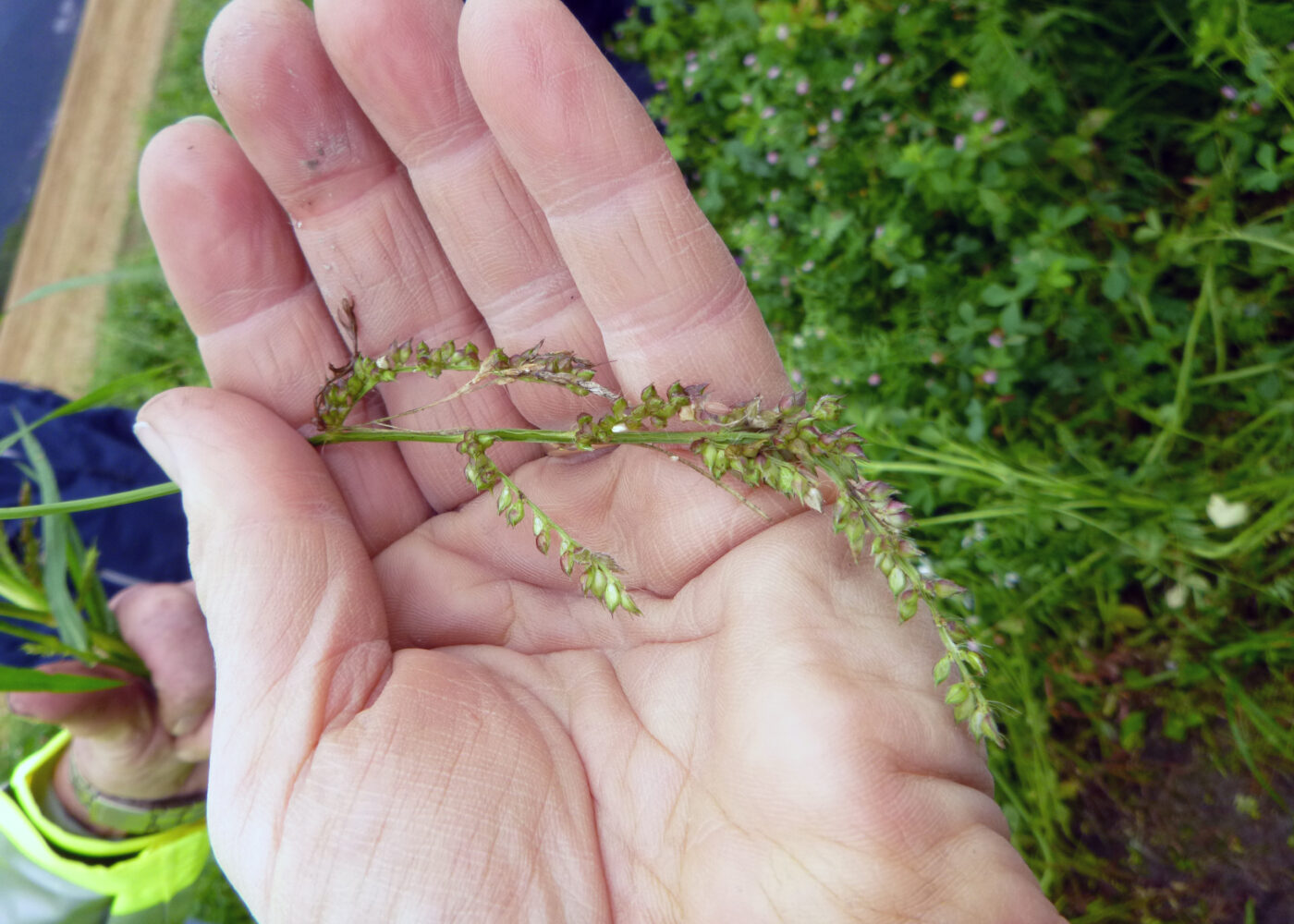 Kontroll av brysomme ugras