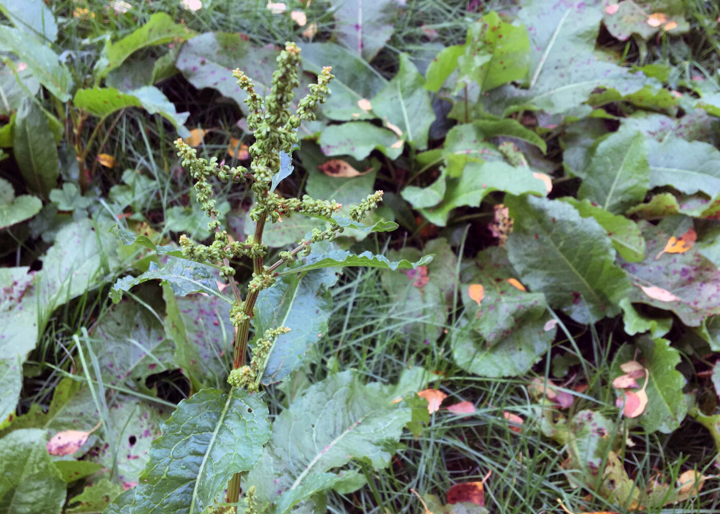 Totrinns fornying av eng for kontroll av høymole