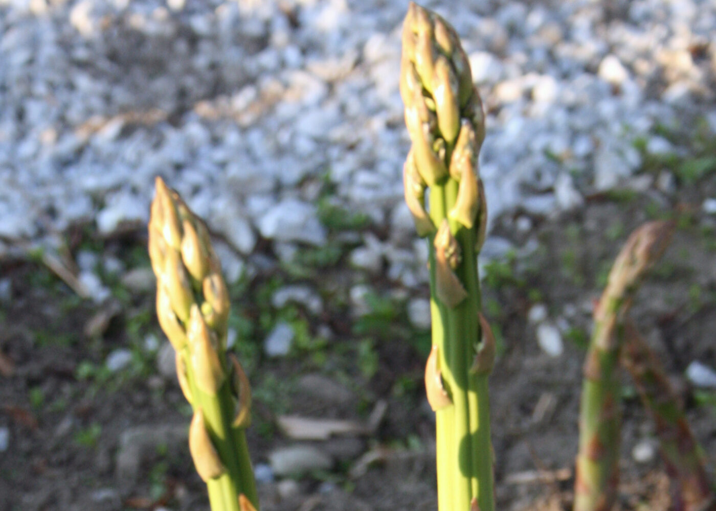 Dyrking av økologisk asparges