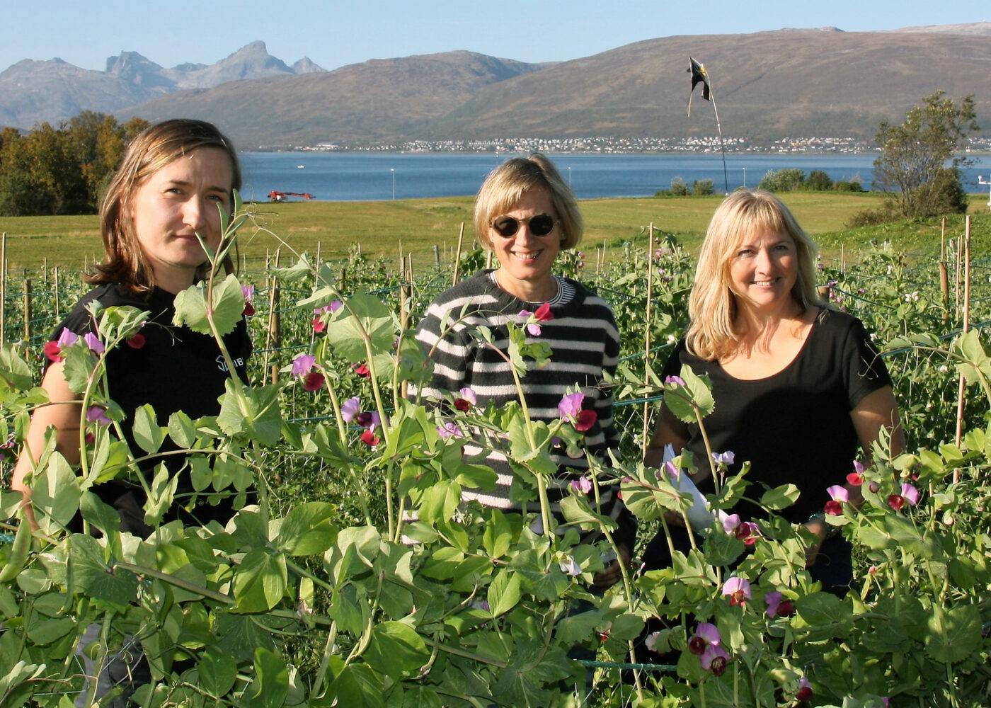 Arktiske erter – en potensiell proteinkilde i fremtidens landbruk?